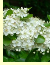 Пираканта,или огненный шип (Pyracantha) Пираканта,или огненный шип (Pyracantha)